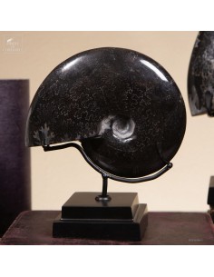 Ammonite fosilized in...
