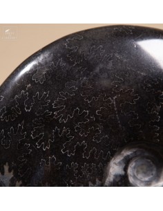 Ammonite fosilized in... 2