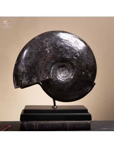 Ammonite fossilisée dans l’hématite...