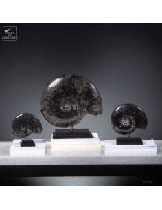 Ammonite fosilized in... 2