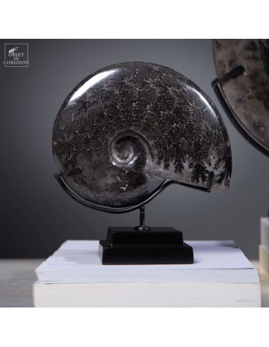 Ammonite fossilisée dans l’hématite...