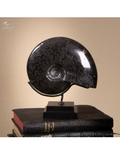 Ammonite fosilized in...
