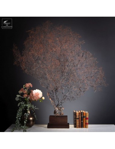 Gorgone noire en éventail, à épines