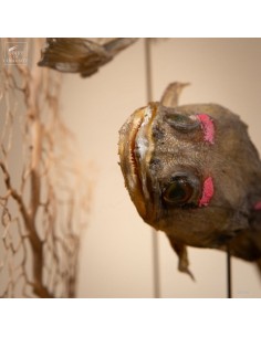 Poissons-crapauds... 2