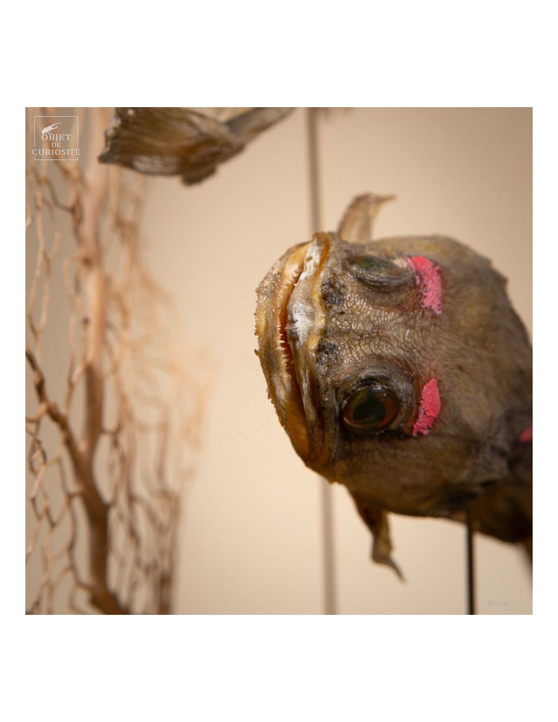 Poissons-crapauds (BATRACHOIDES... Poissons-crapauds (BATRACHOIDES...