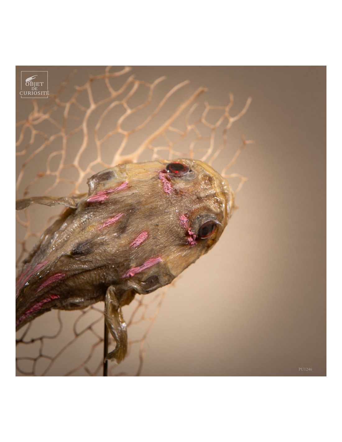 Poissons-crapauds (BATRACHOIDES... Poissons-crapauds (BATRACHOIDES...