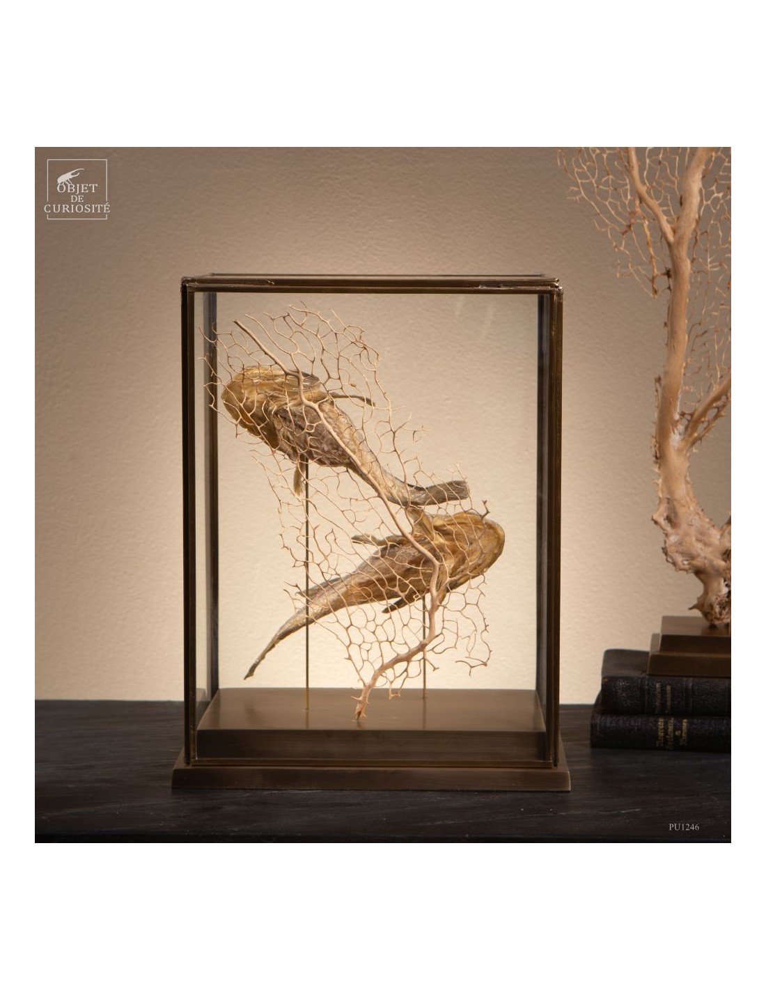 Poissons-crapauds (BATRACHOIDES... Poissons-crapauds (BATRACHOIDES...