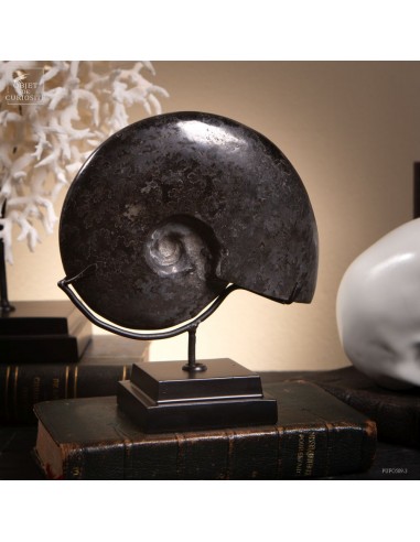 Ammonite fossilisée dans l’hématite...