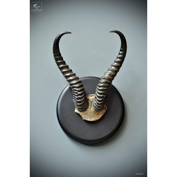 Springbok horns on black wooden plate