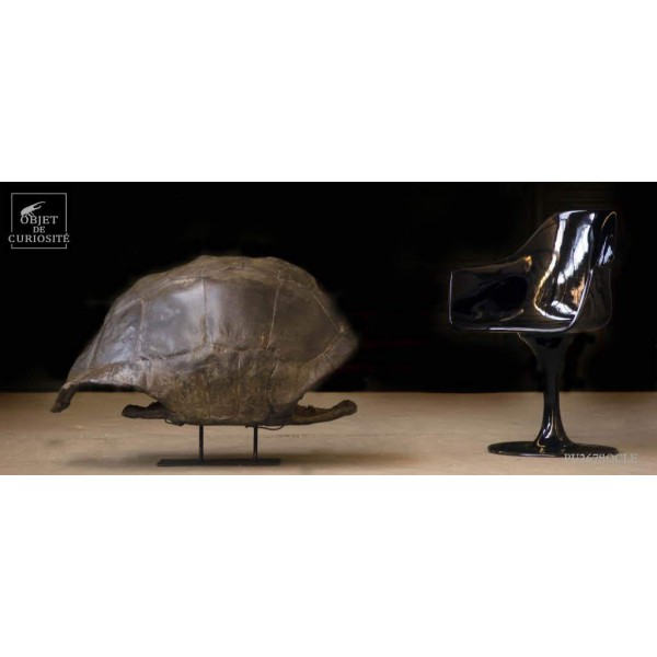 Tortue Géante d'Aldabra SOCLE MURAL