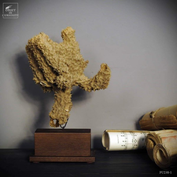 Eponge Tubulaire marrron sur mini socle marrron