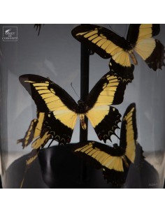 Lampe avec 5 papillons... 2