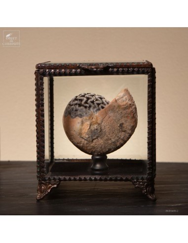 Ammonite sablée – Timor