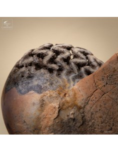 Sand blasted Ammonite – Timor 2