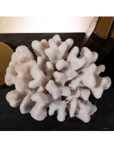 White coral-POCILLOPORA... 2