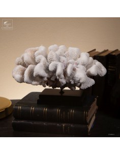 White coral-POCILLOPORA...