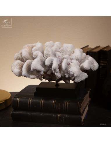 Corail choux fleur -POCILLOPORA...