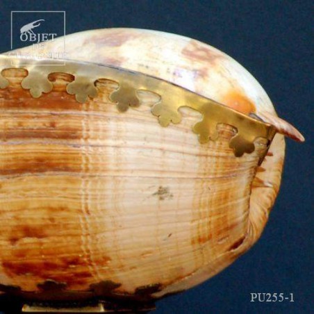 Giant melo shell on large brass stand