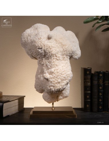 Corail blanc HALOMITRA PILEUS