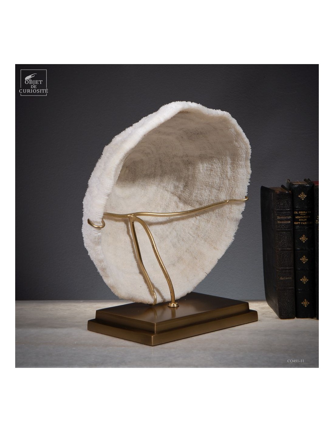 Corail blanc HALOMITRA PILEUS Corail blanc HALOMITRA PILEUS