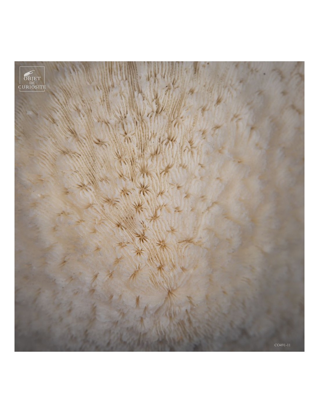 Corail blanc HALOMITRA PILEUS Corail blanc HALOMITRA PILEUS