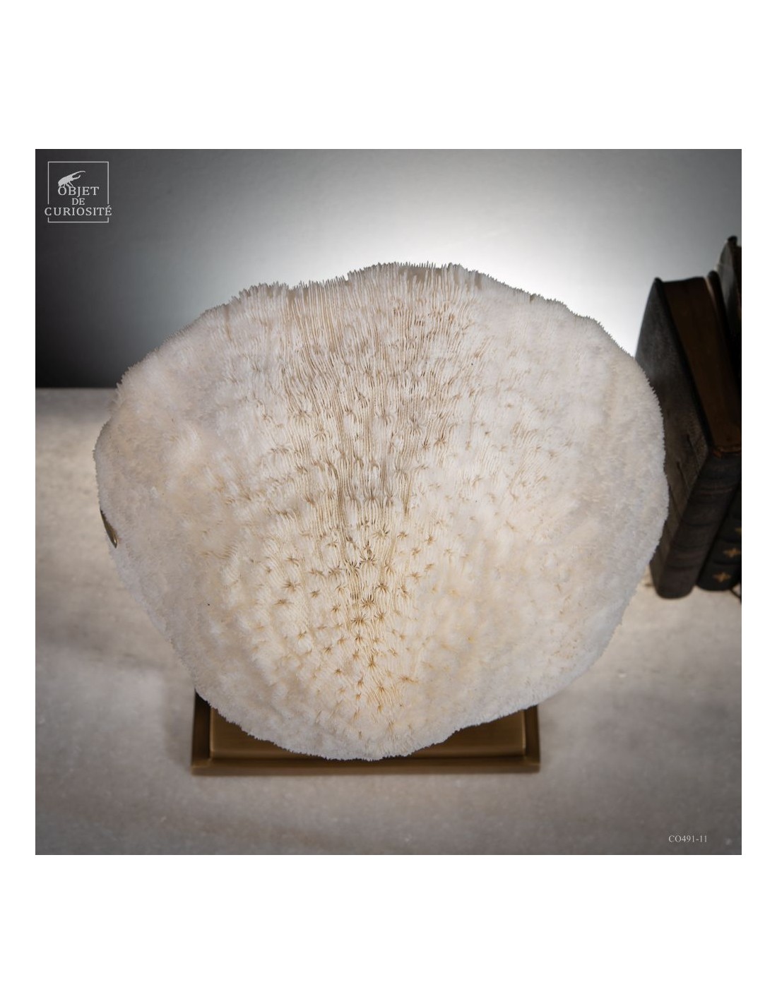 Corail blanc HALOMITRA PILEUS Corail blanc HALOMITRA PILEUS