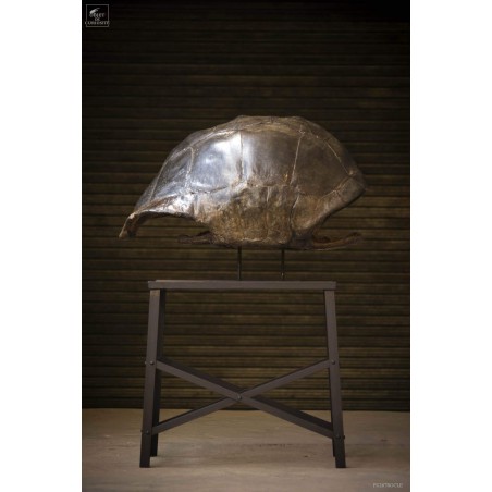 Tortue Géante d'Aldabra SOCLE MURAL