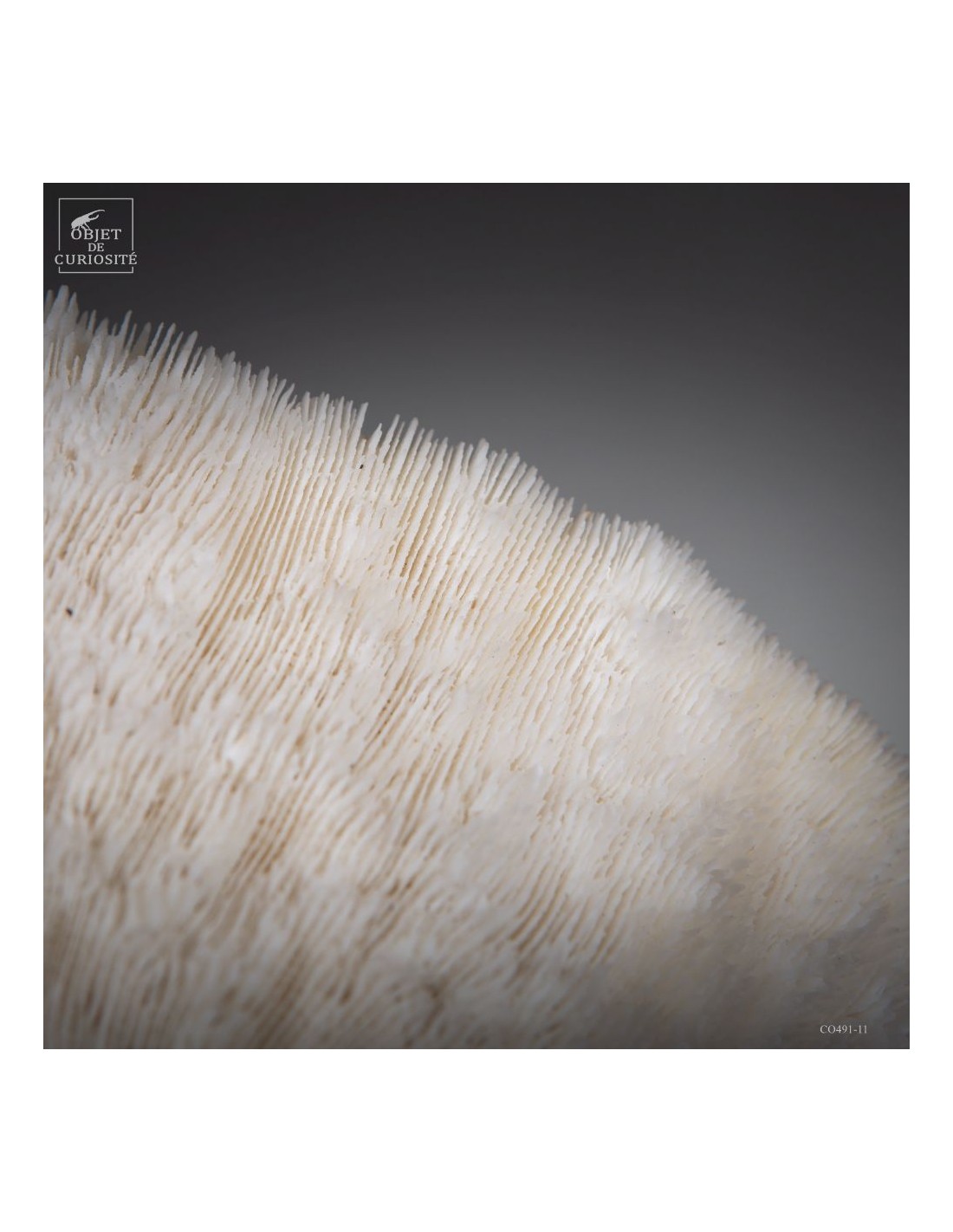 Corail blanc HALOMITRA PILEUS Corail blanc HALOMITRA PILEUS