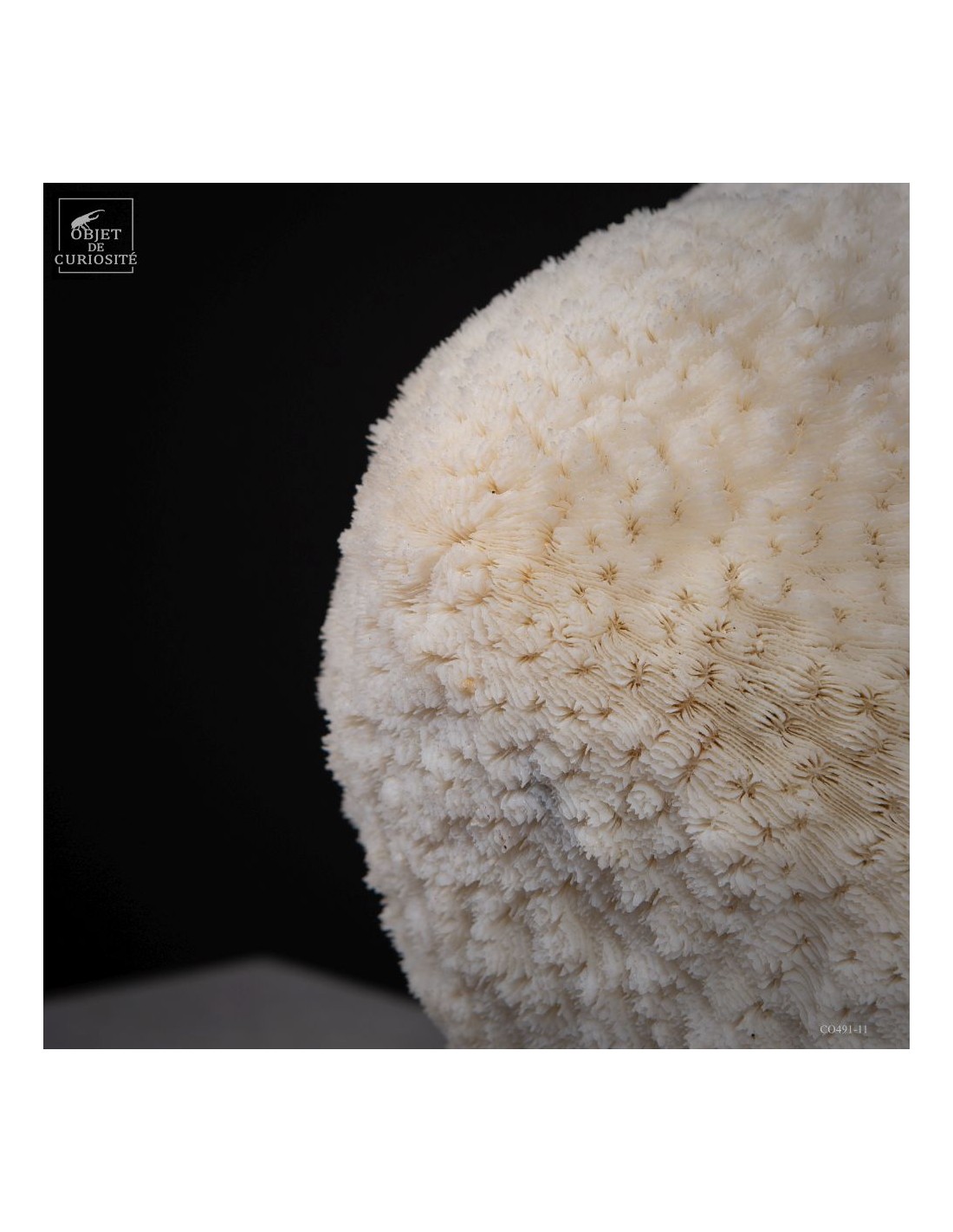 Corail blanc HALOMITRA PILEUS Corail blanc HALOMITRA PILEUS