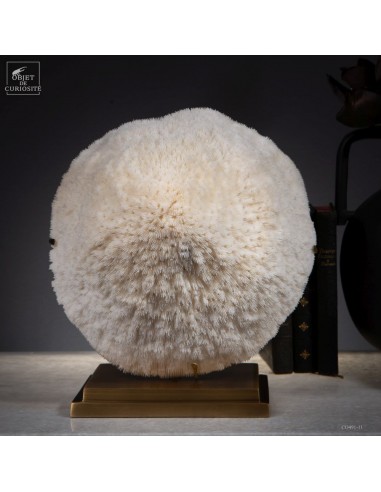 Corail blanc HALOMITRA PILEUS Corail blanc HALOMITRA PILEUS