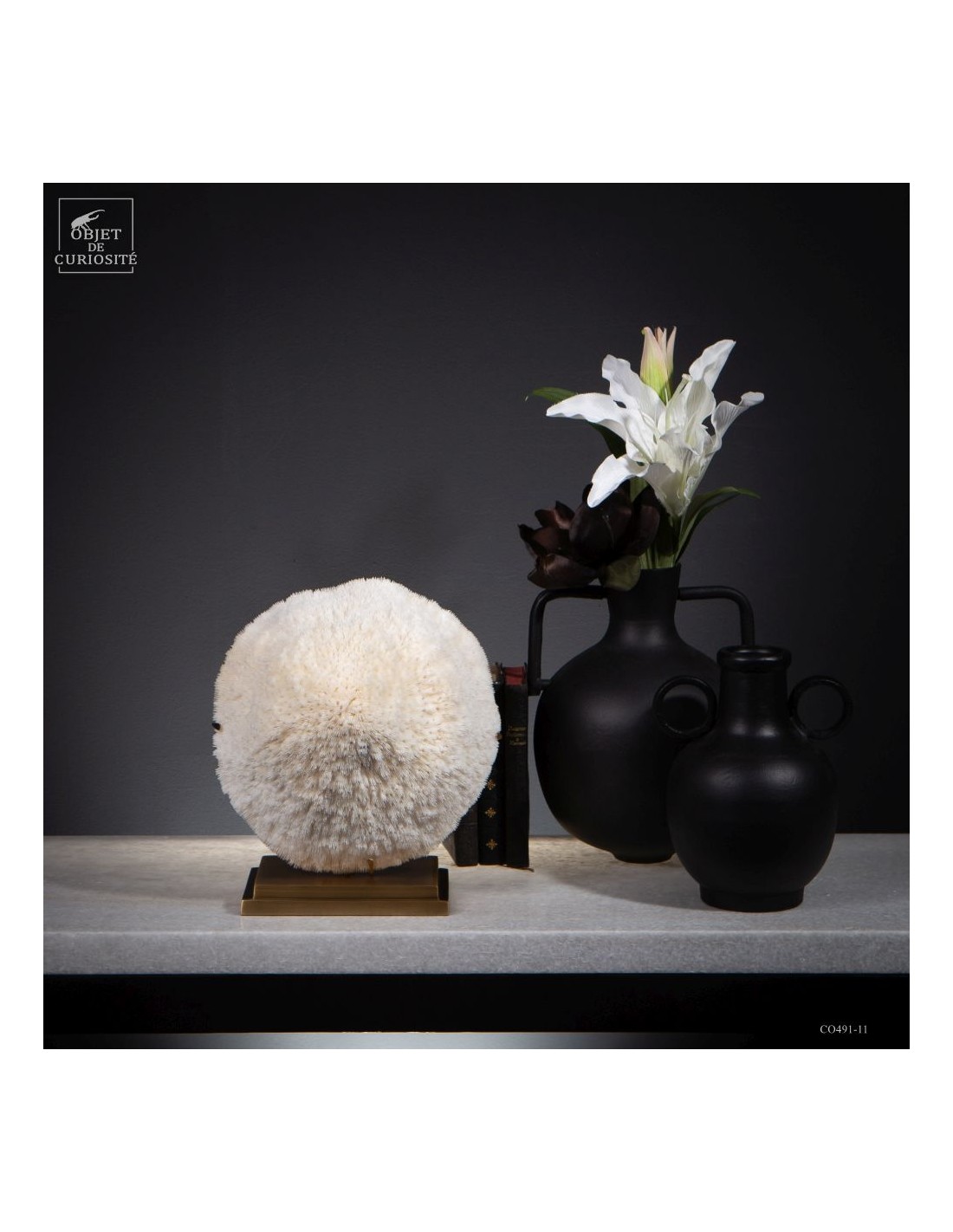 Corail blanc HALOMITRA PILEUS Corail blanc HALOMITRA PILEUS