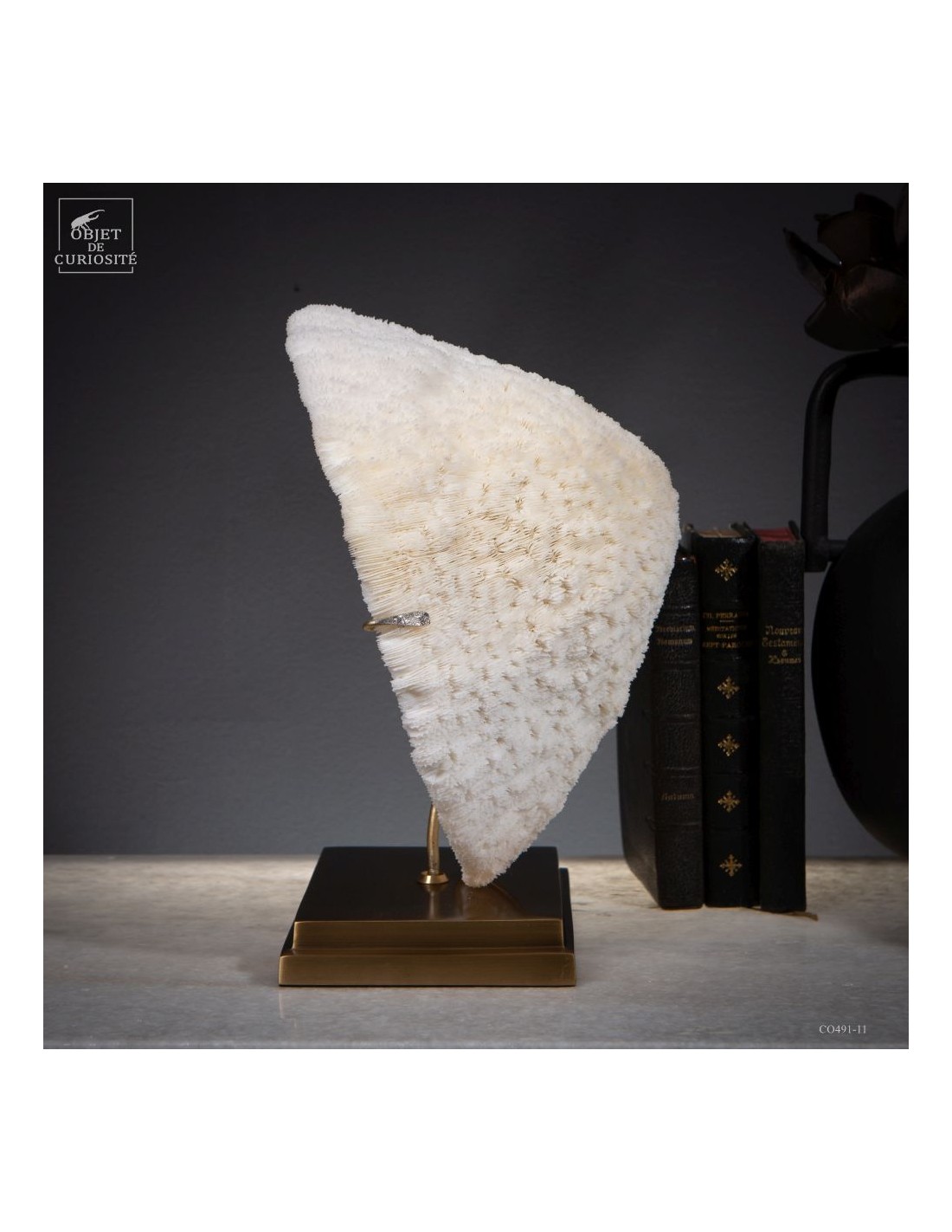 Corail blanc HALOMITRA PILEUS Corail blanc HALOMITRA PILEUS