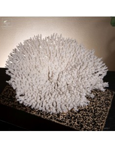 White coral  ACROPORA... 2