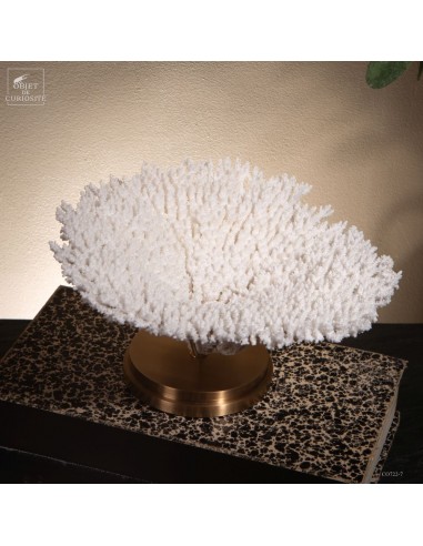 Corail blanc ACROPORA LATISTELLA