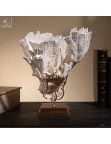 Corail laitue MONTIPORA SP