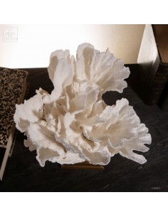 Corail laitue MONTIPORA SP 2