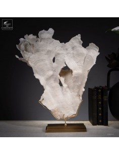 Corail blanc PACHYSERIS RUGOSA