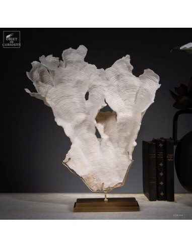 Corail blanc PACHYSERIS RUGOSA