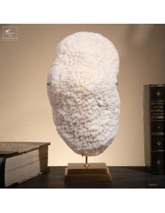 Corail blanc HALOMITRA PILEUS