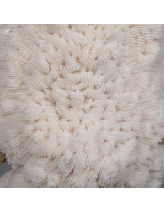 Corail blanc HALOMITRA PILEUS 2