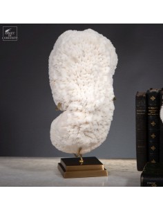 Corail blanc HALOMITRA PILEUS