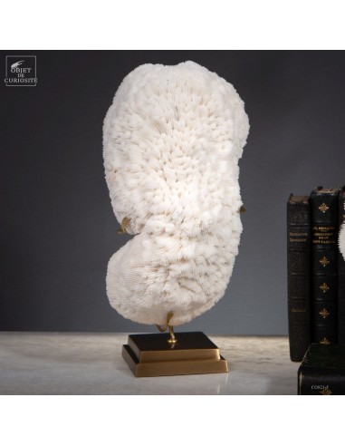 Corail blanc HALOMITRA PILEUS