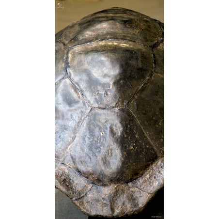 Tortue Géante d'Aldabra SOCLE MURAL