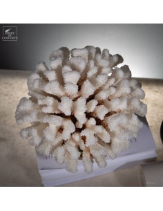 White coral-POCILLOPORA... 2