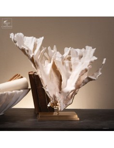 Corail blanc PACHYSERIS RUGOSA