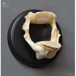 Jaw of AETOBATIS, wall mount
