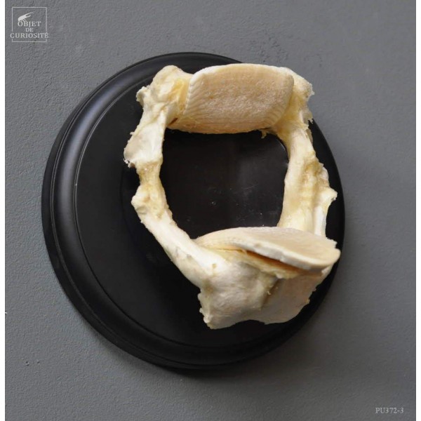 Mâchoires de raie AETOBATIS en trophé