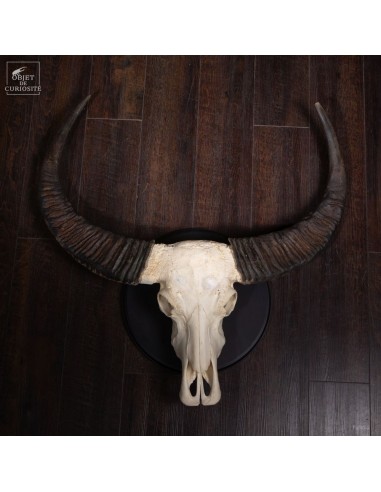 Laos swamp buffalo