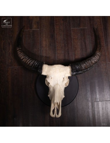 Laos swamp buffalo