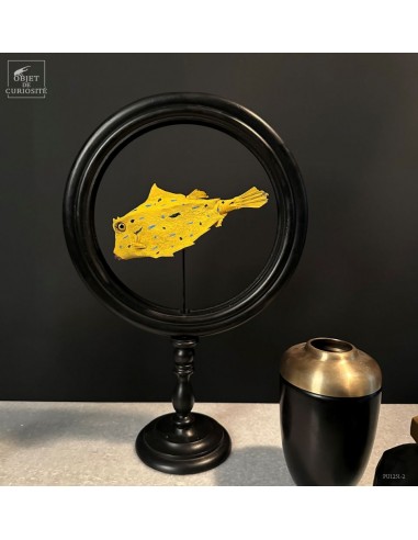 Boxfish (OSTRACION sp.)